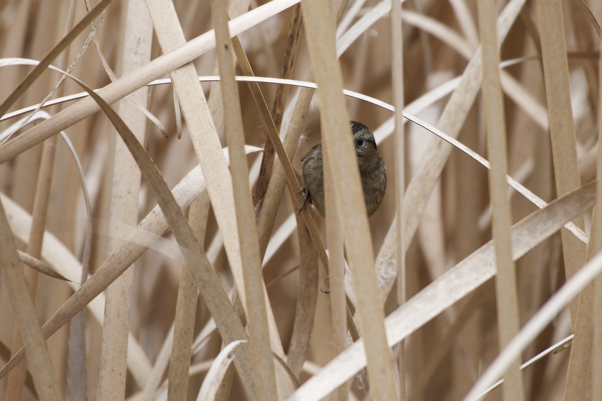Swamp Sparrow - ML643575189