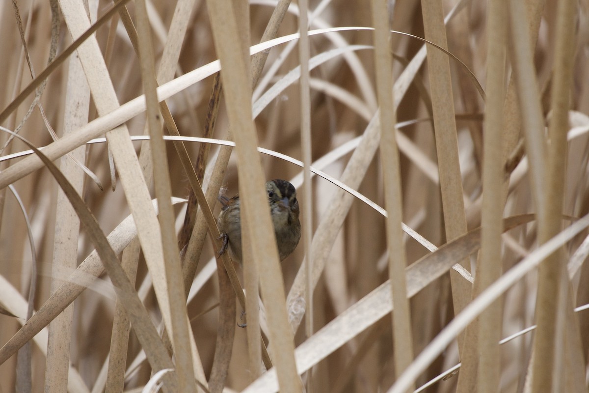 Swamp Sparrow - ML643575190
