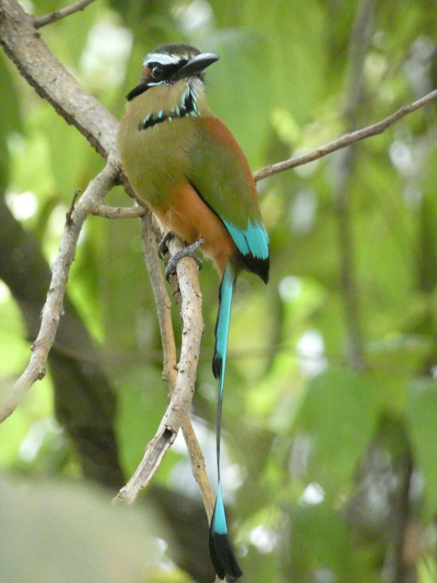 Turquoise-browed Motmot - ML643575202