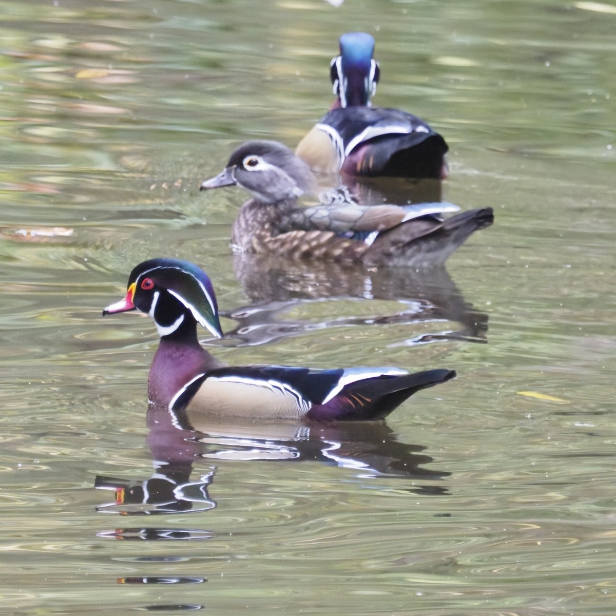 Wood Duck - ML643575205