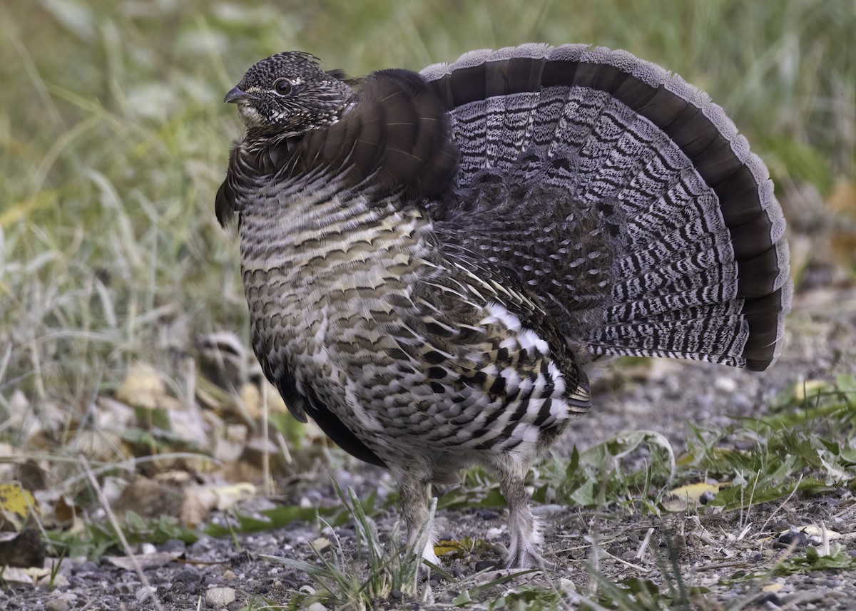 Ruffed Grouse - ML643575206