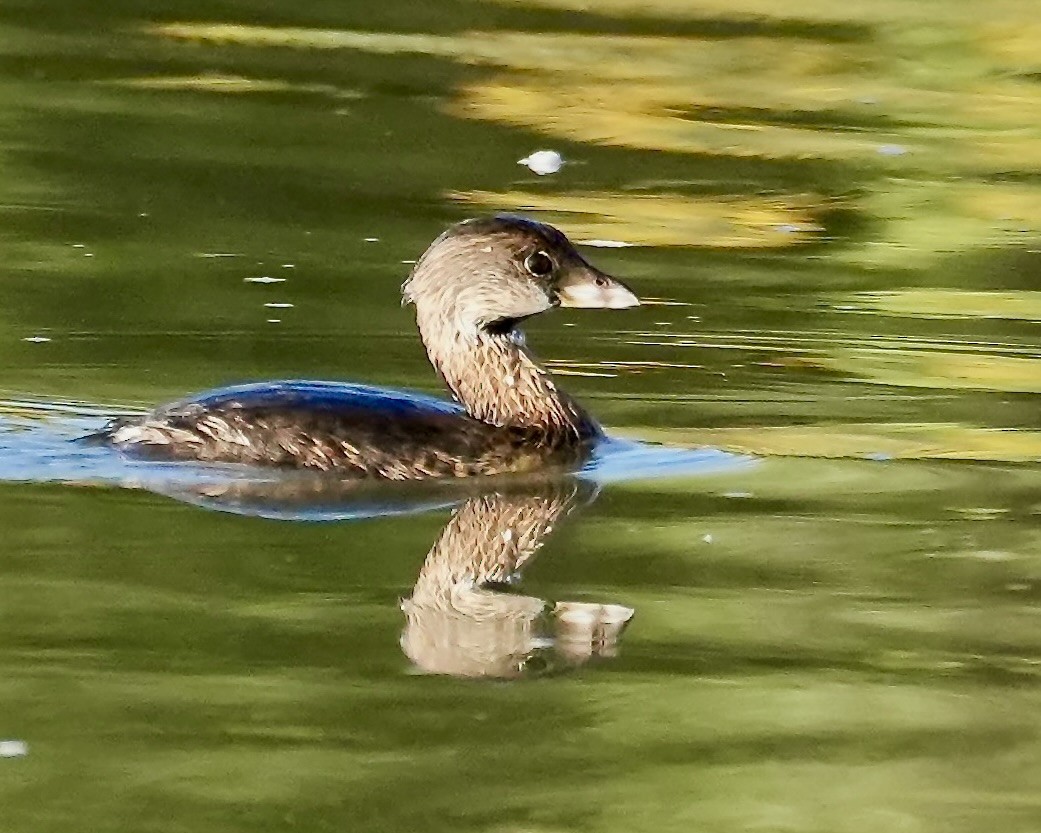 Pied-billed Grebe - ML643575210