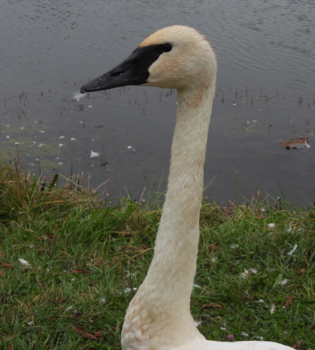 Trumpeter Swan - ML643575220