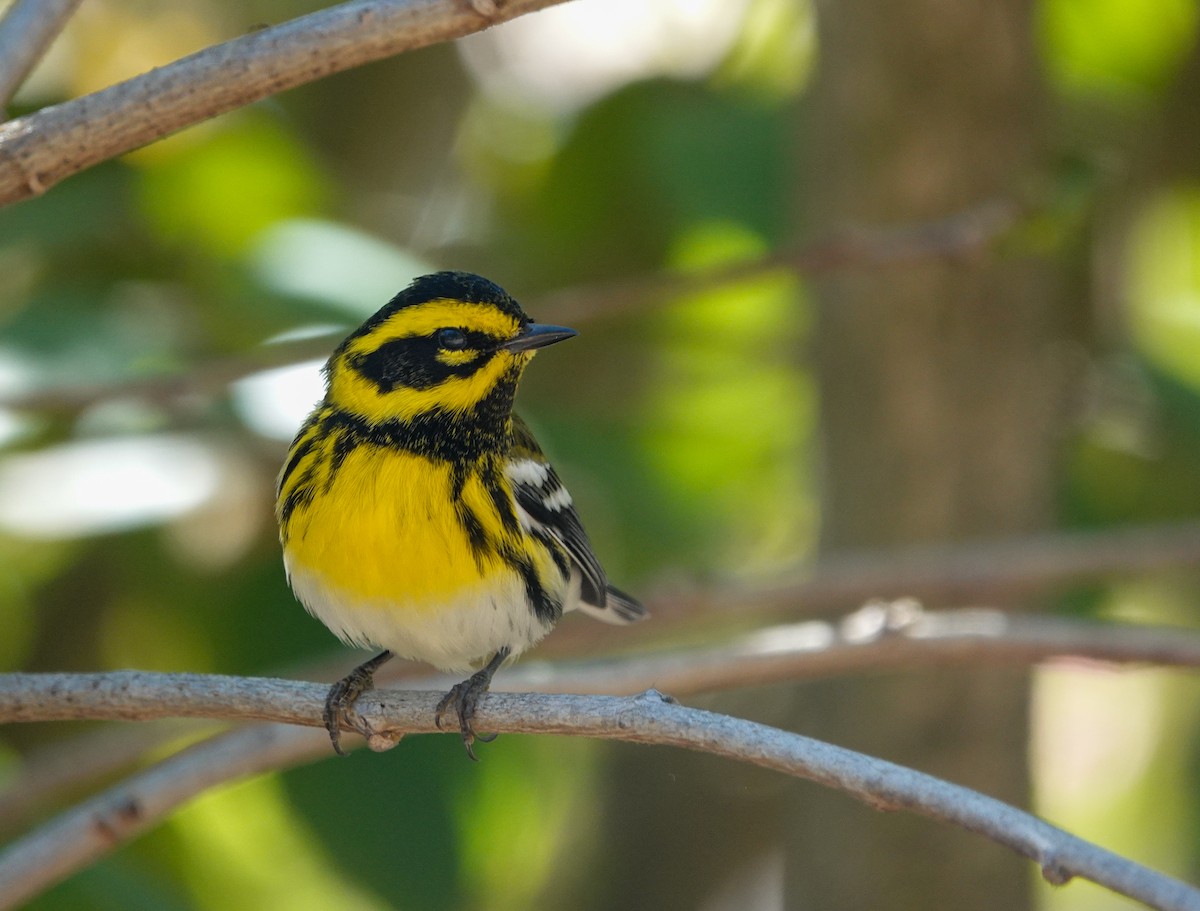 Townsend's Warbler - ML643575225
