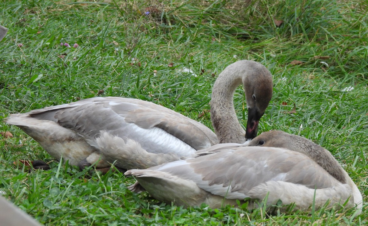 Trumpeter Swan - ML643575226