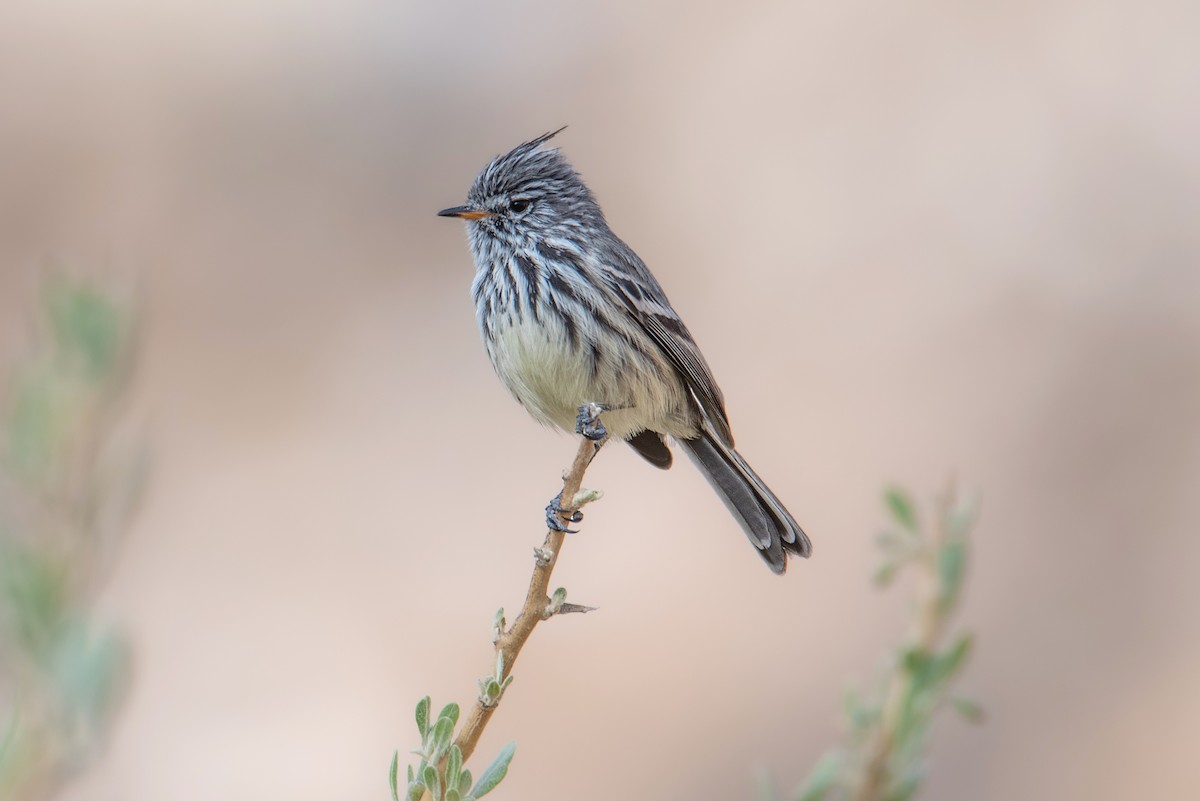 Yellow-billed Tit-Tyrant - ML643575236