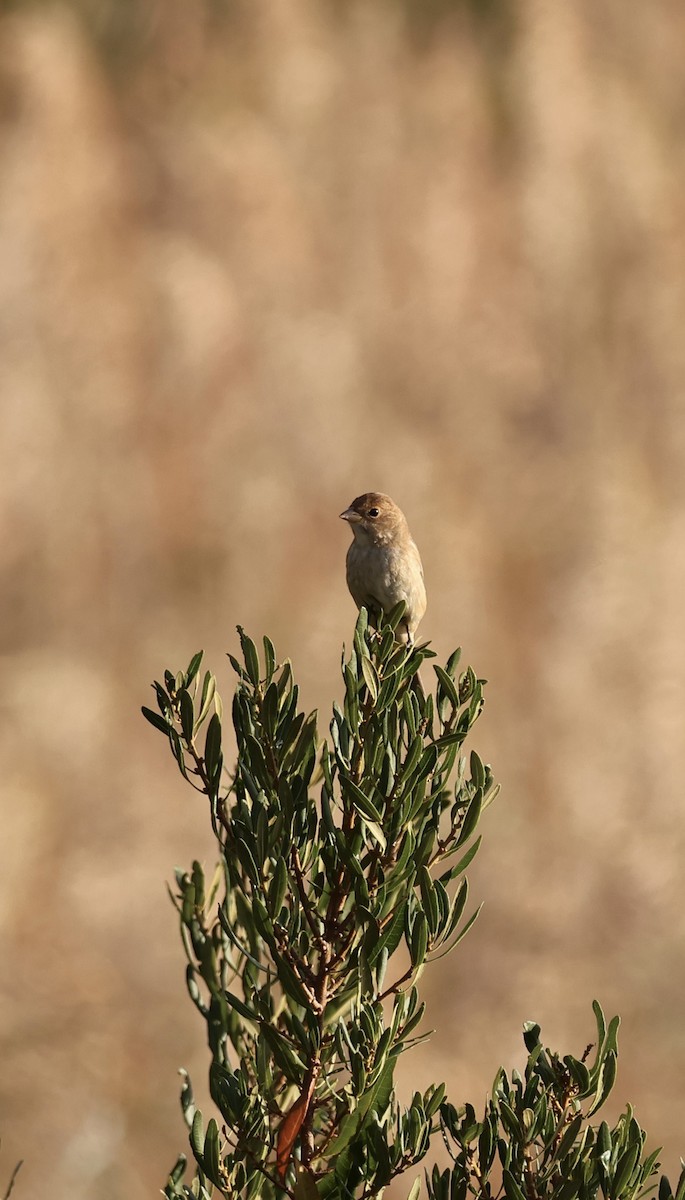 Indigo Bunting - ML643575245