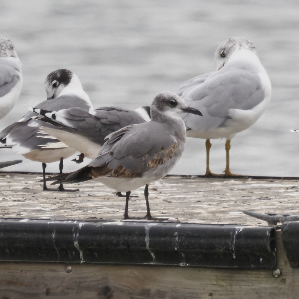 Laughing Gull - ML643575247