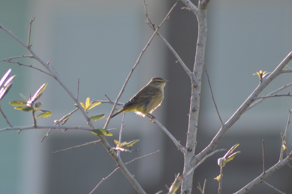 lesňáček bažinný - ML643575248