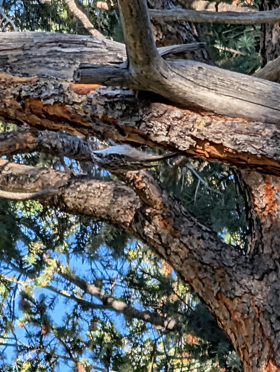 Brown Creeper - ML643575266