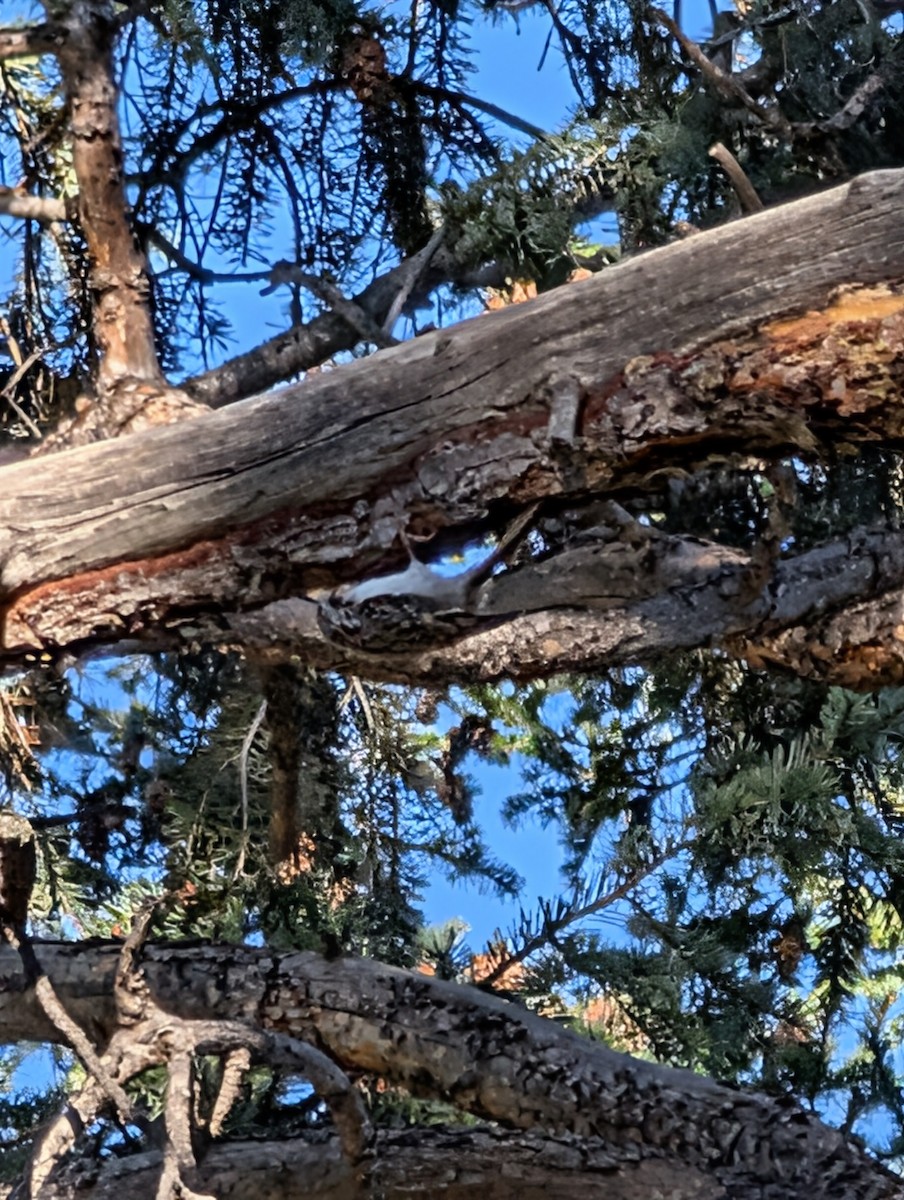 Brown Creeper - ML643575267