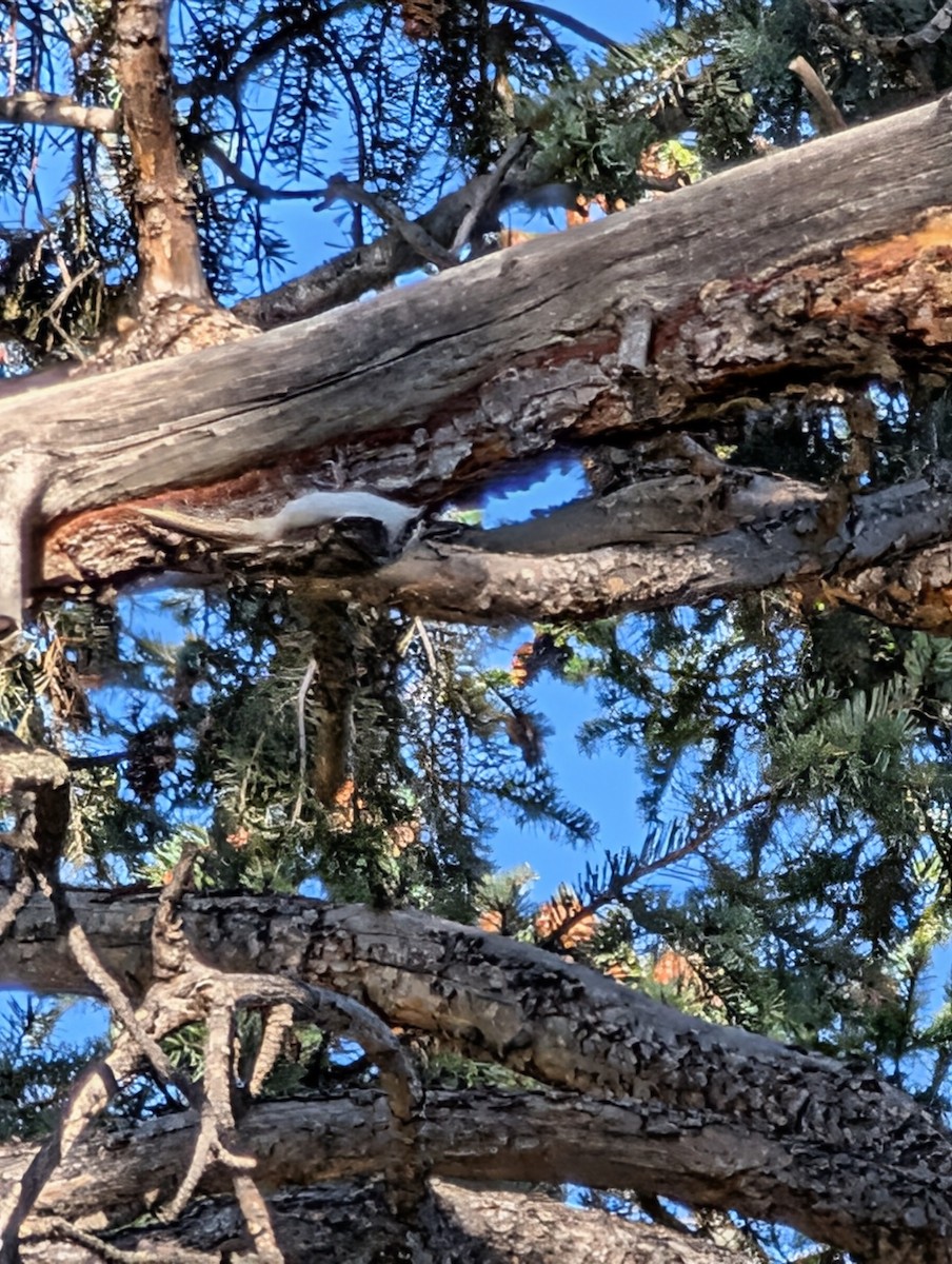 Brown Creeper - ML643575268