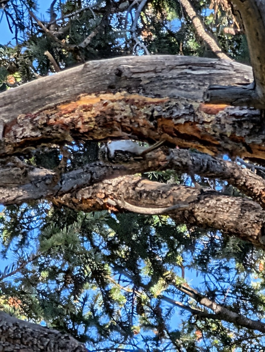 Brown Creeper - ML643575269