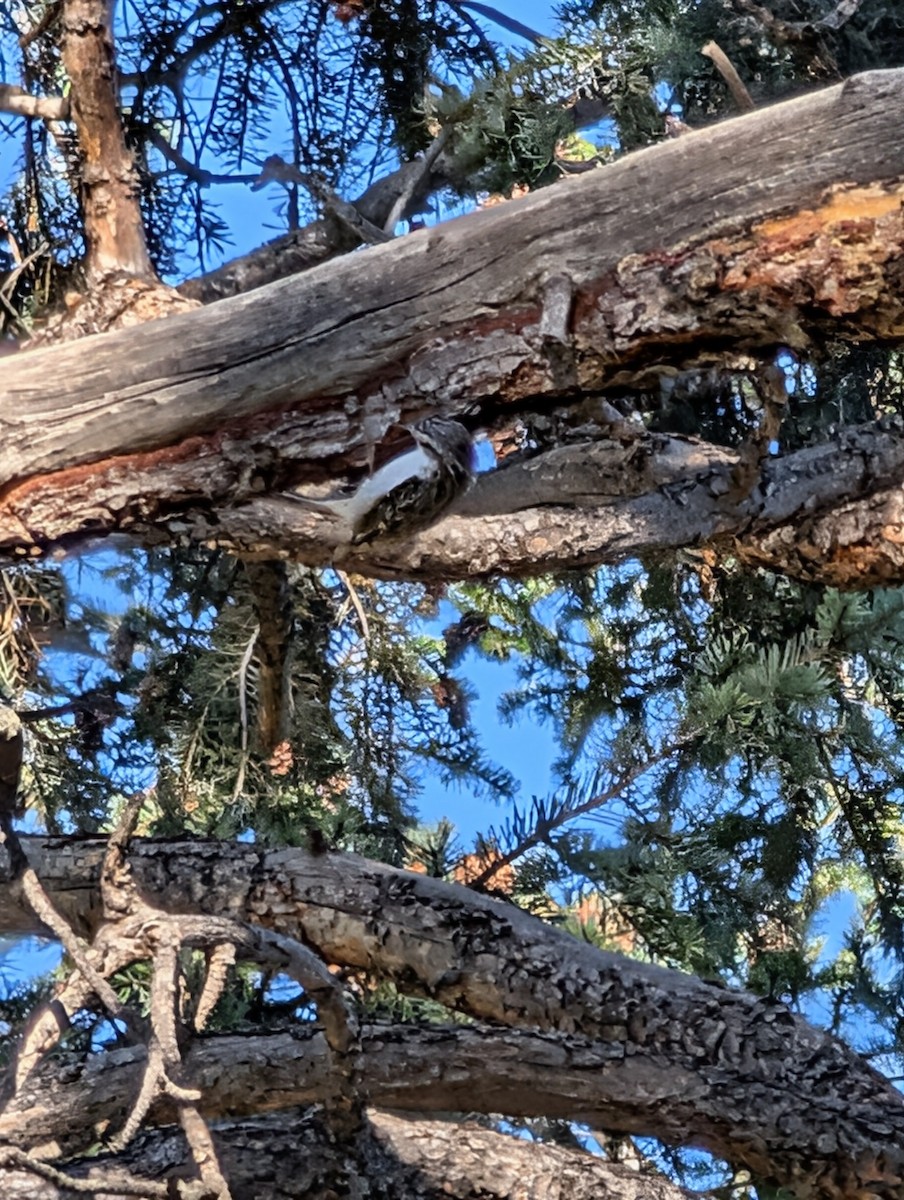 Brown Creeper - ML643575270
