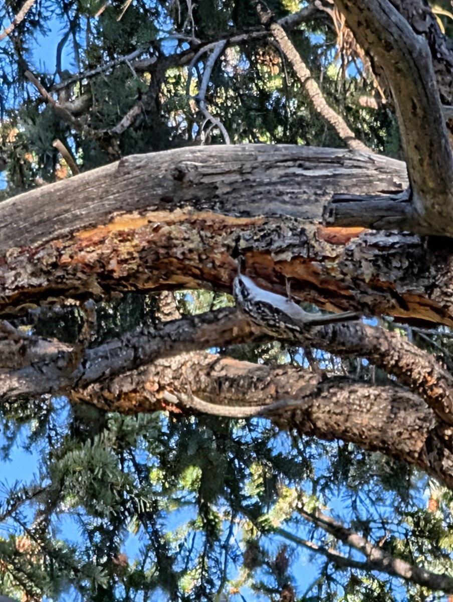 Brown Creeper - ML643575271