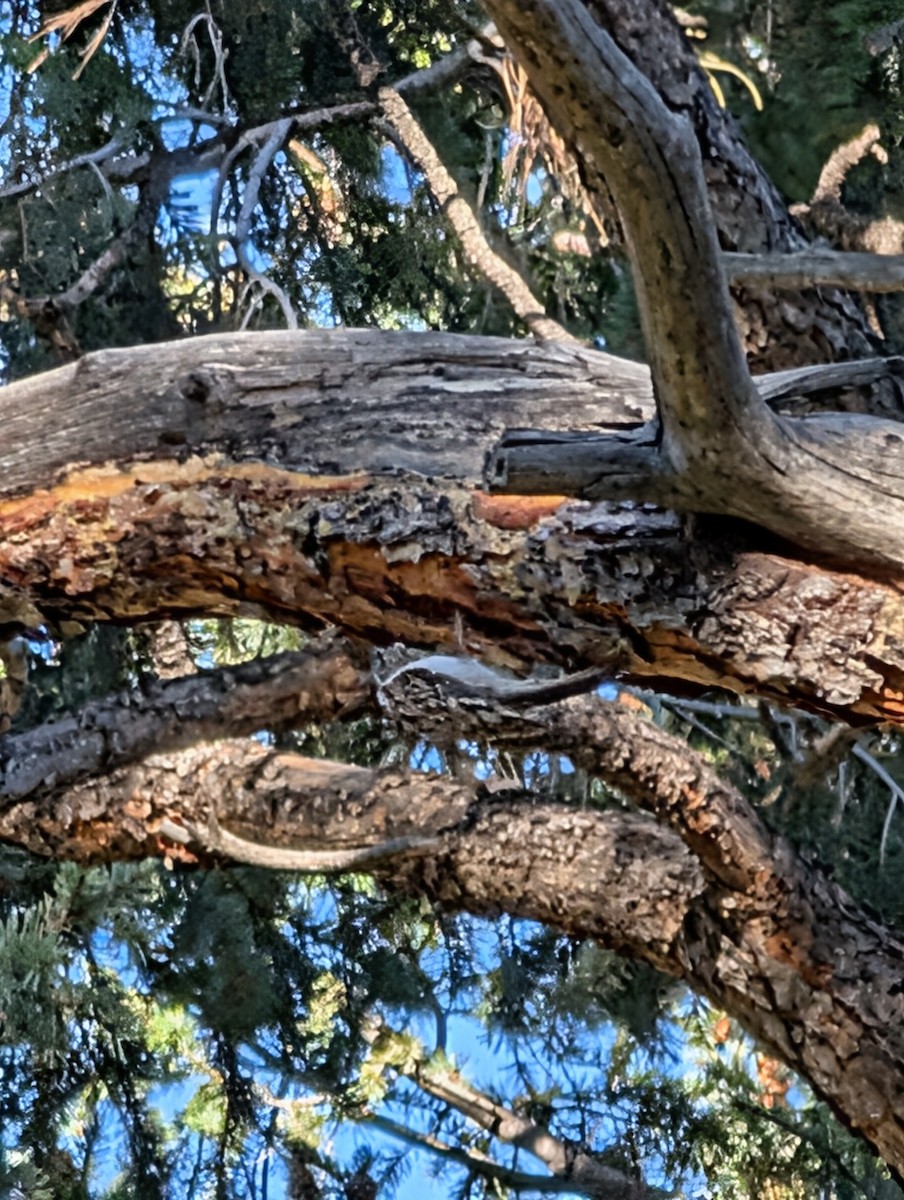 Brown Creeper - ML643575272
