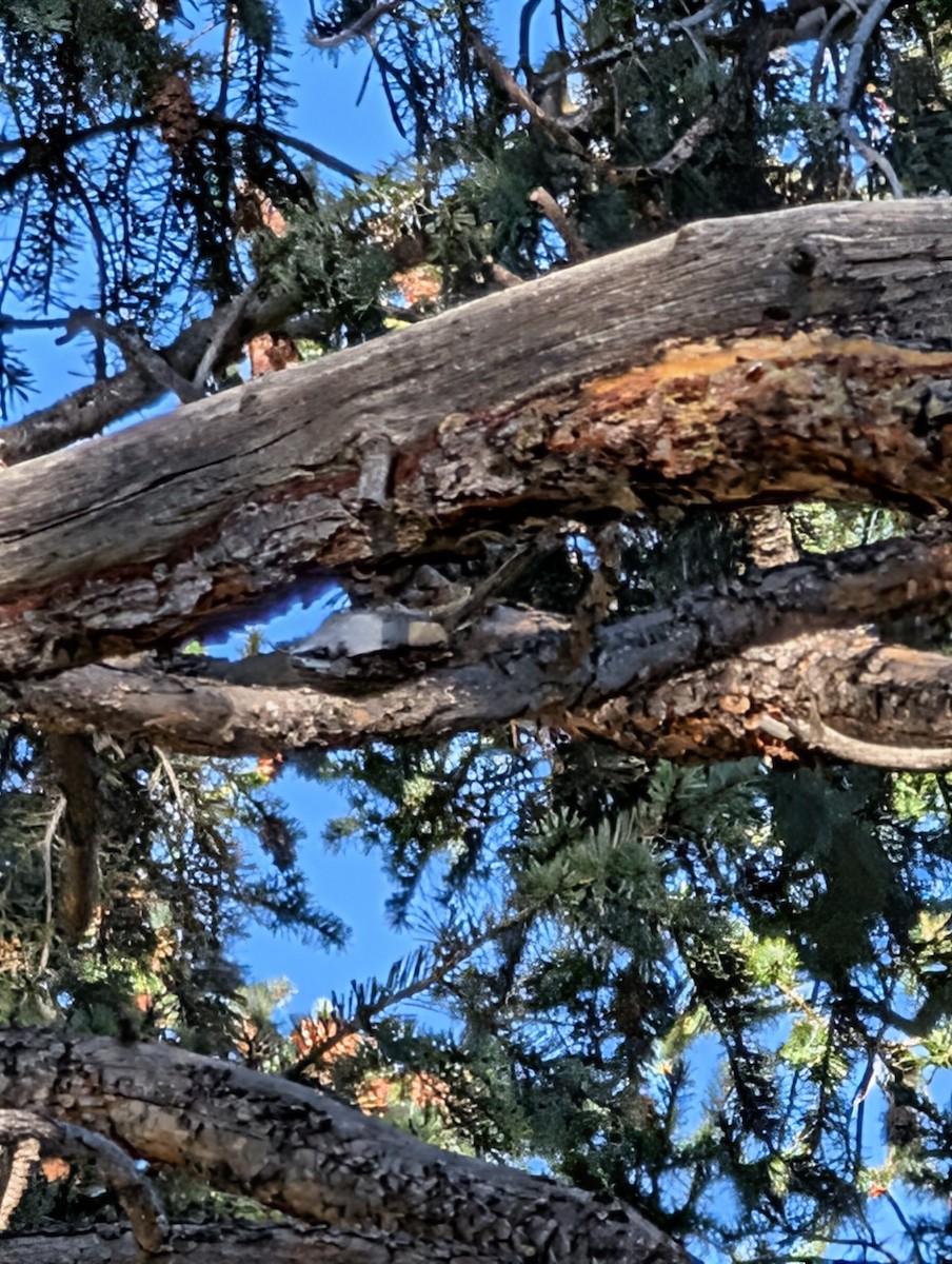 Brown Creeper - ML643575273