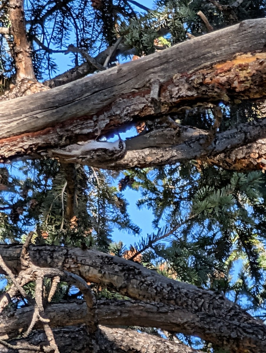 Brown Creeper - ML643575274