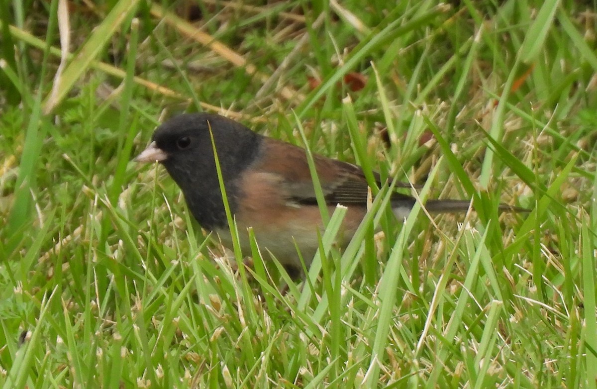 Dark-eyed Junco (Oregon) - ML643575286