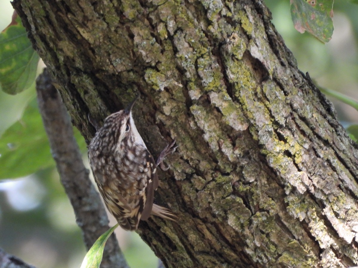 Brown Creeper - ML643575320