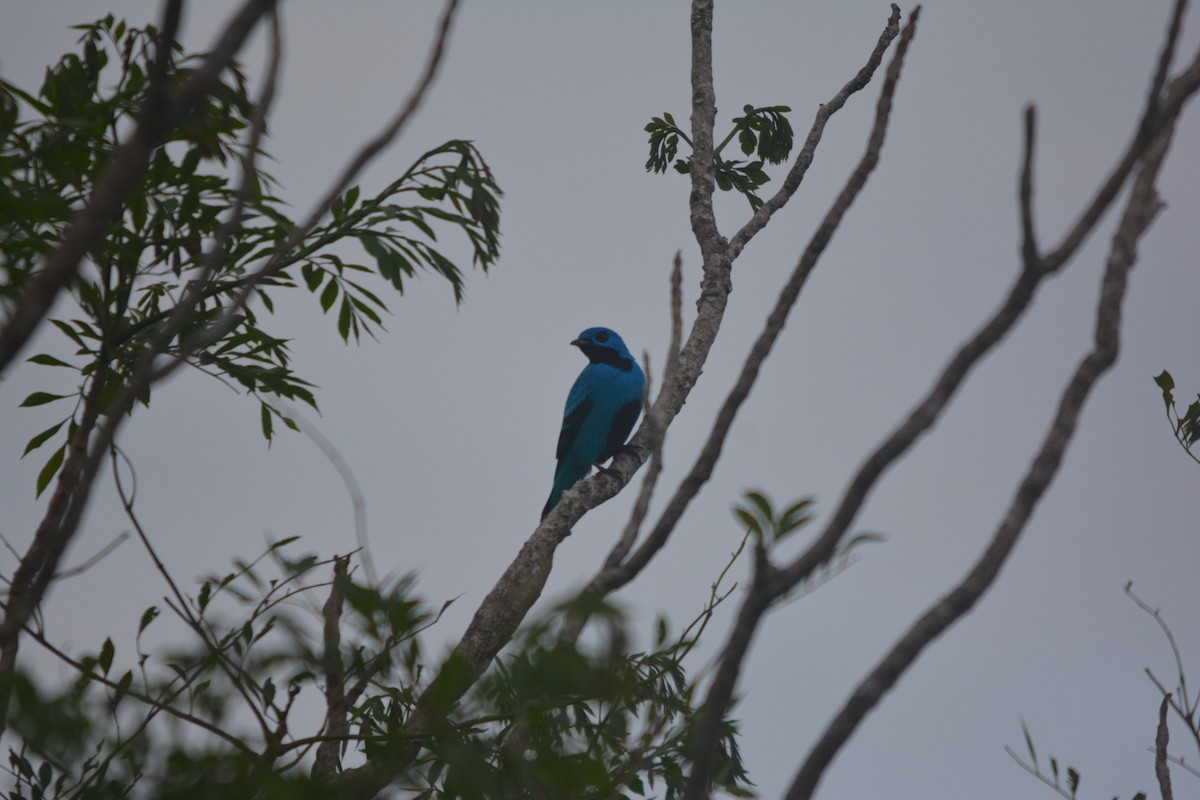 Blue Cotinga - ML643575321