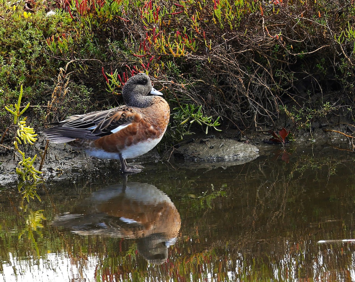Canard d'Amérique - ML643575338