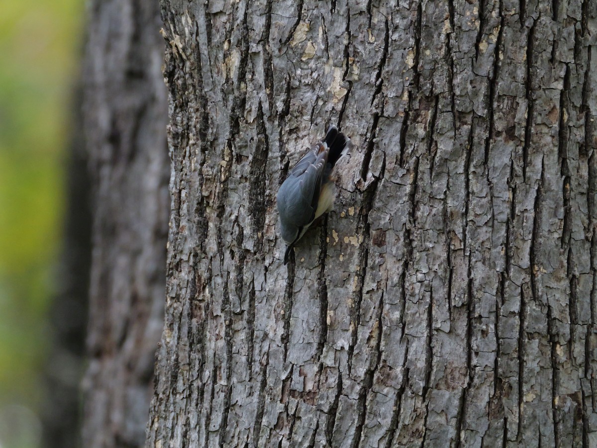 Garrapo eurasiarra - ML643575349