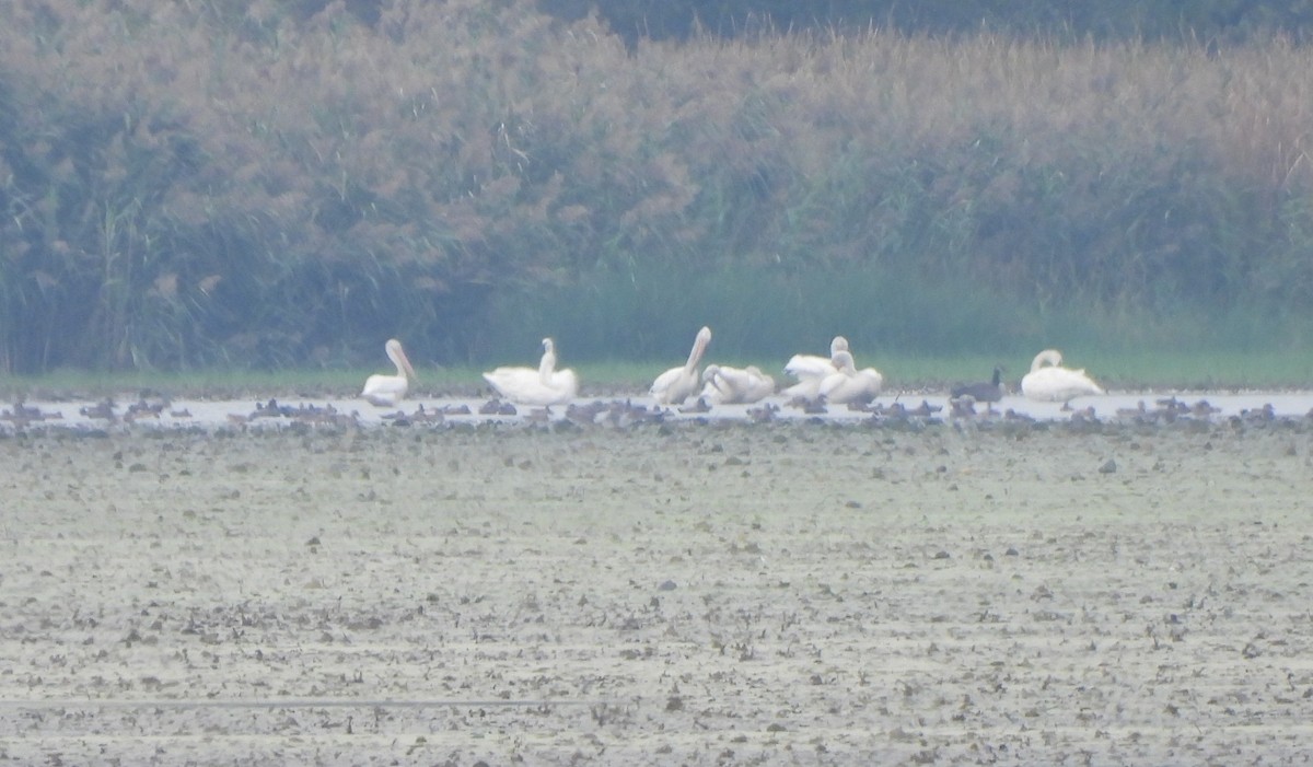 American White Pelican - ML643575357