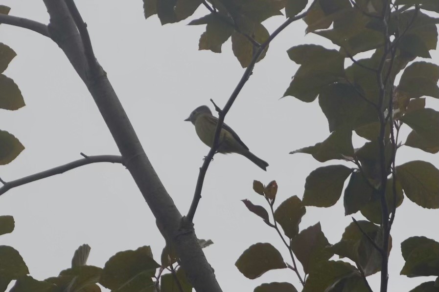 Hammond's Flycatcher - ML643575360