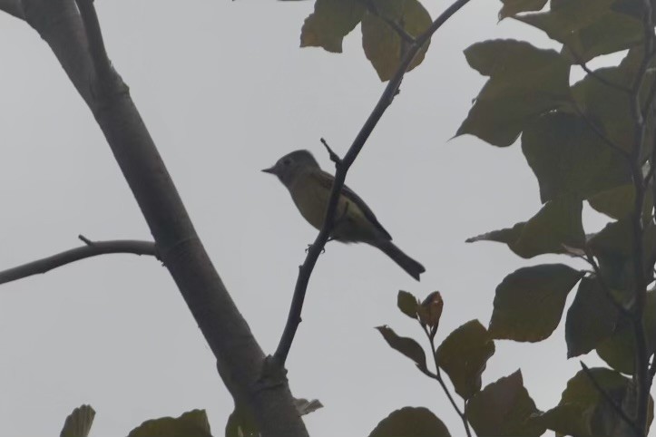 Hammond's Flycatcher - ML643575361