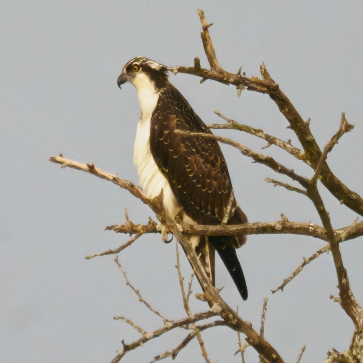 שלך - ML643575372