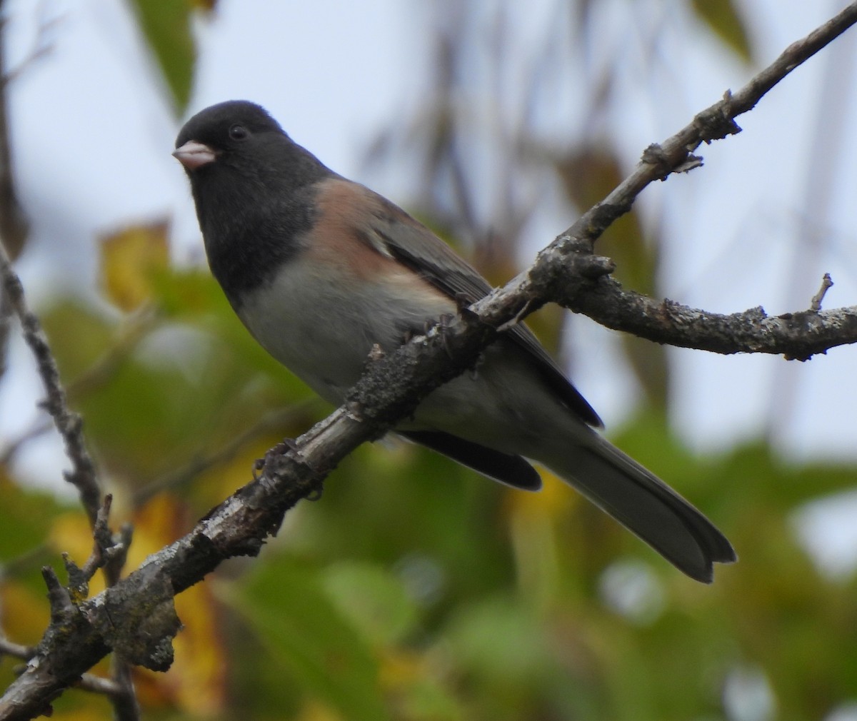 Dark-eyed Junco (Oregon) - ML643575379