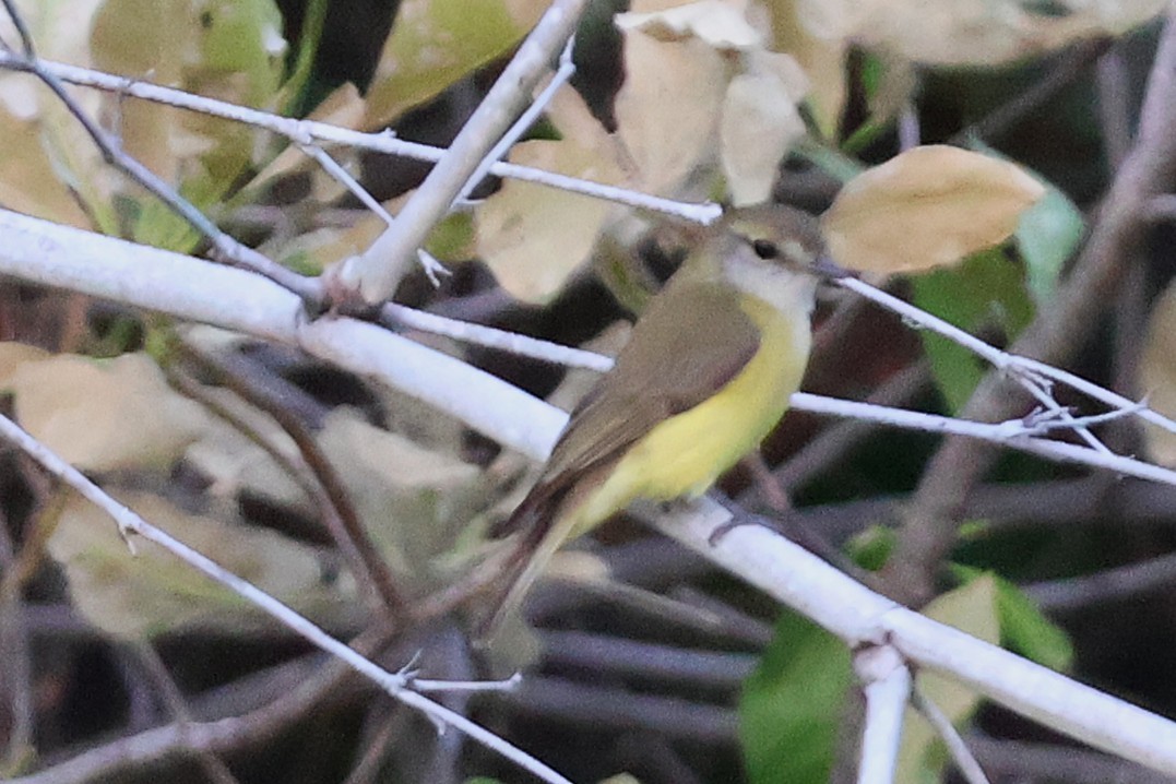 Lemon-bellied Flyrobin - ML643575381
