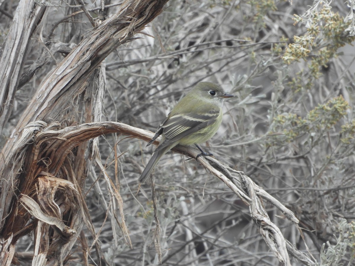Hammond's Flycatcher - ML643575391
