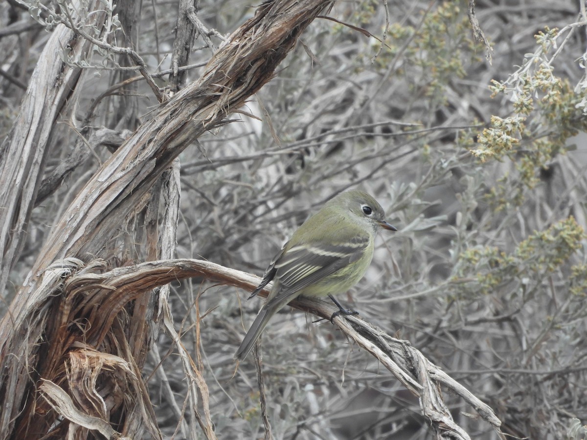 Hammond's Flycatcher - ML643575392