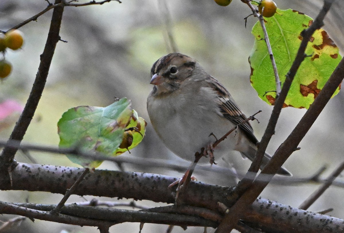 Chipping Sparrow - ML643575394