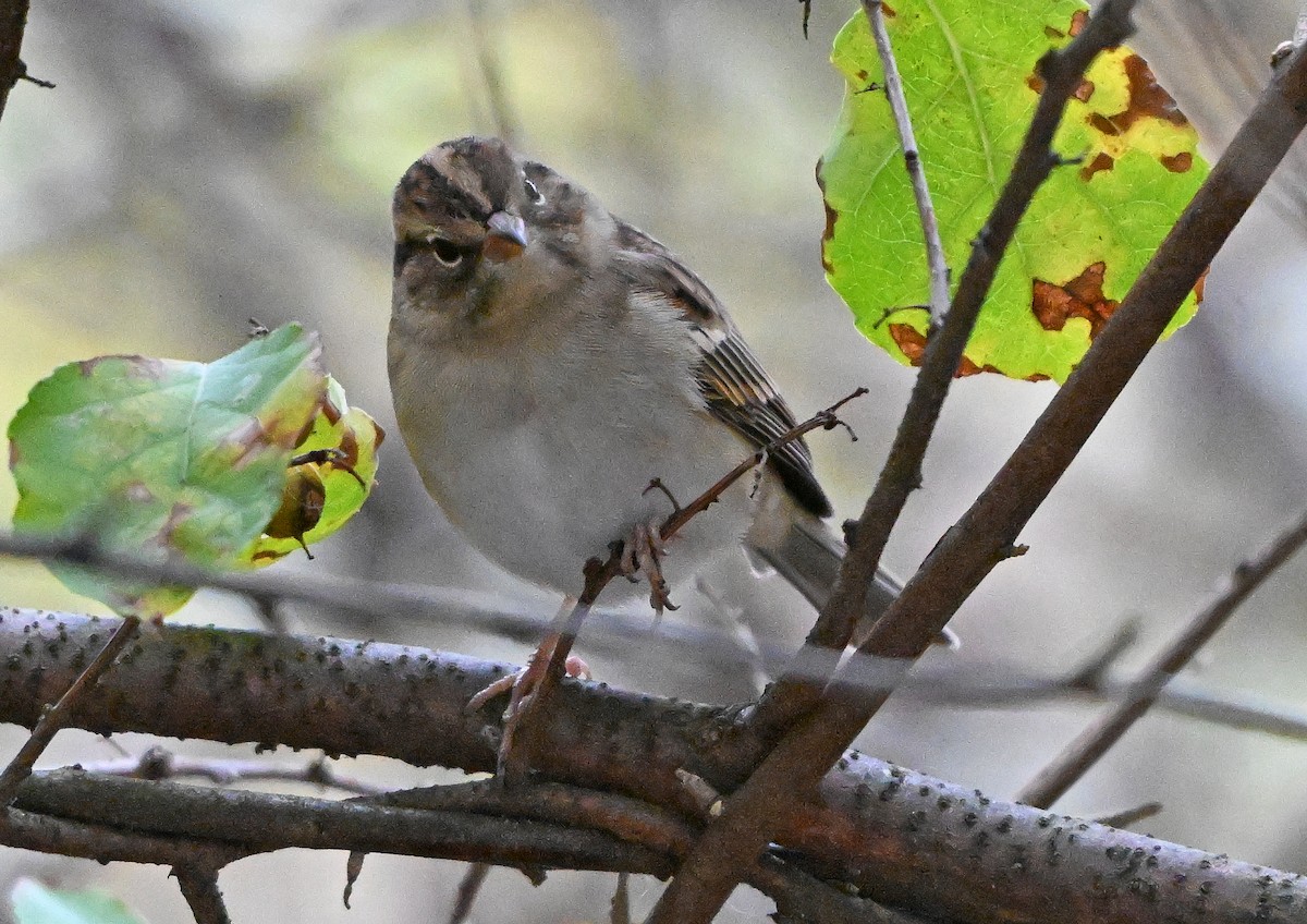 Chipping Sparrow - ML643575395