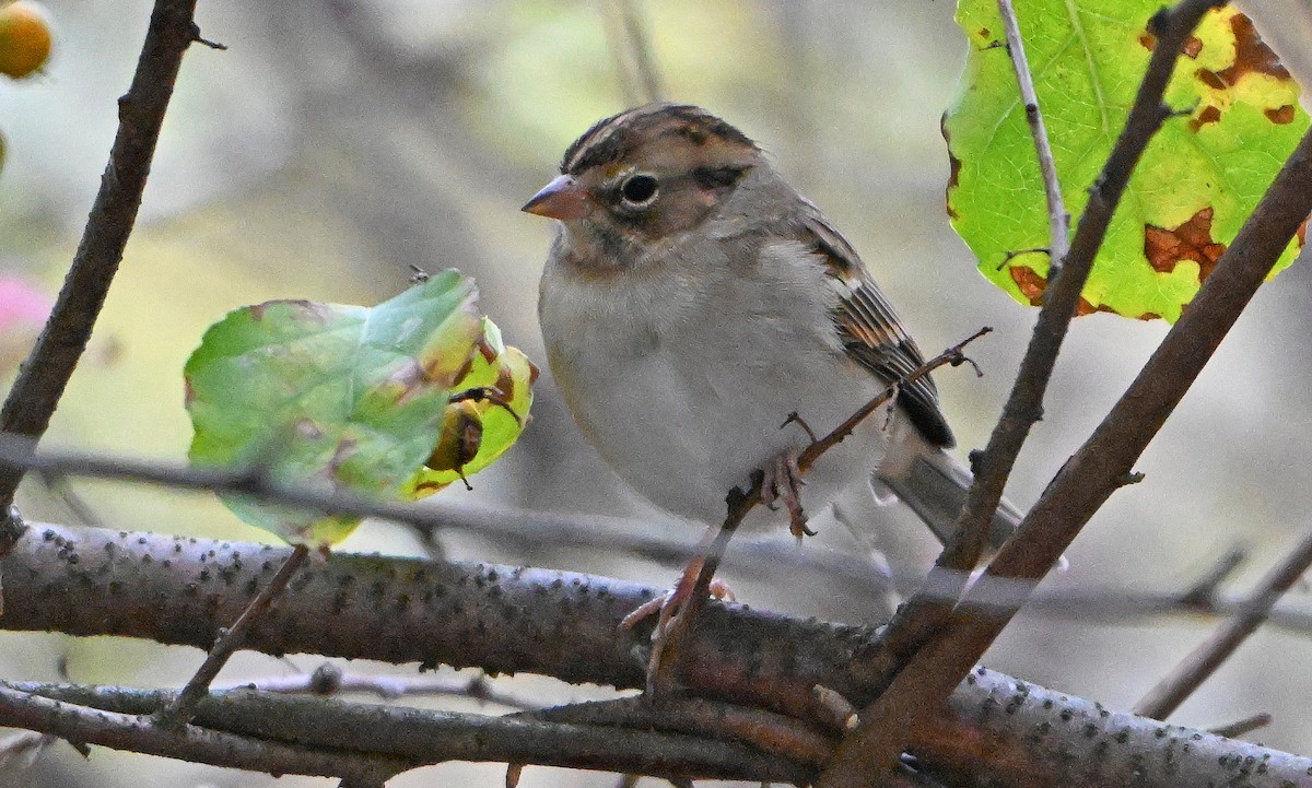 Chipping Sparrow - ML643575396