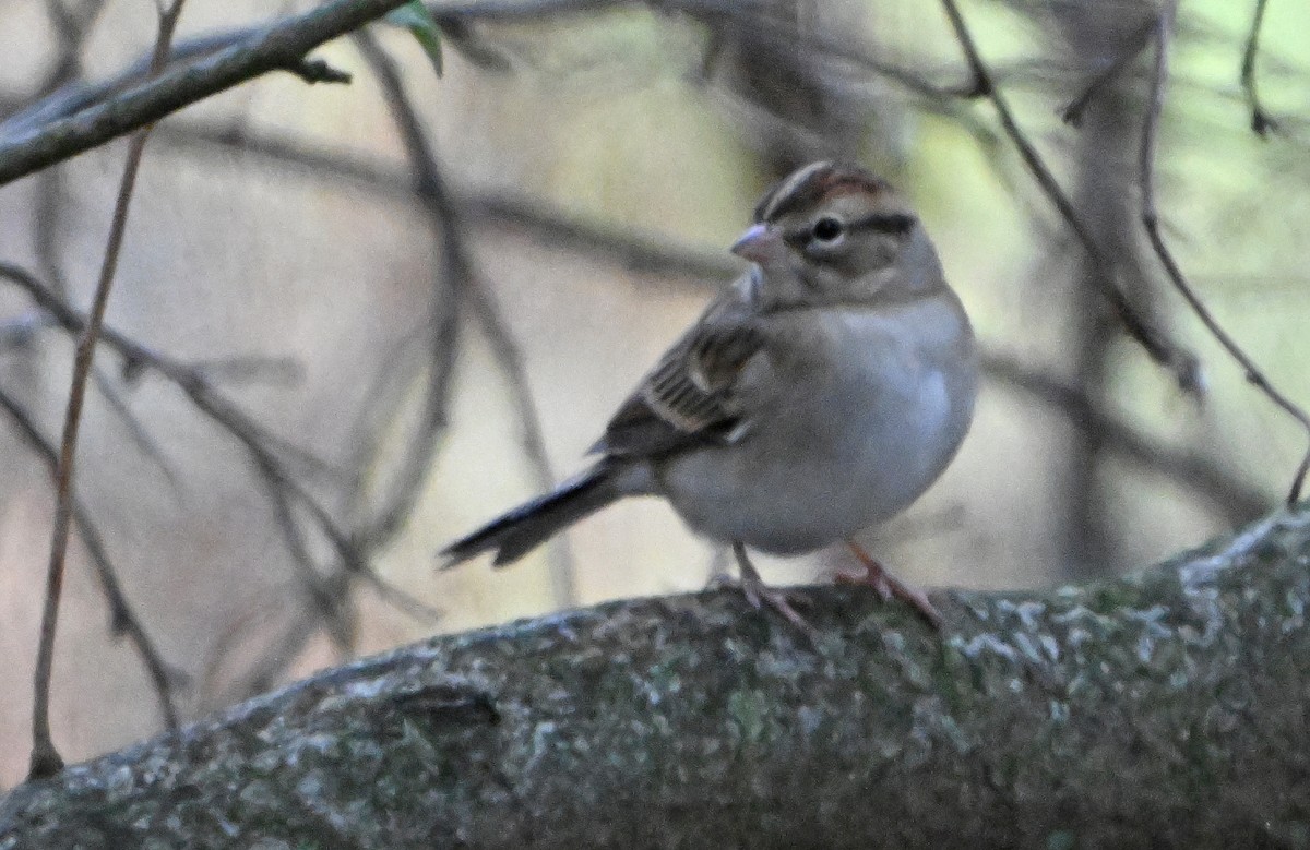 Chipping Sparrow - ML643575398