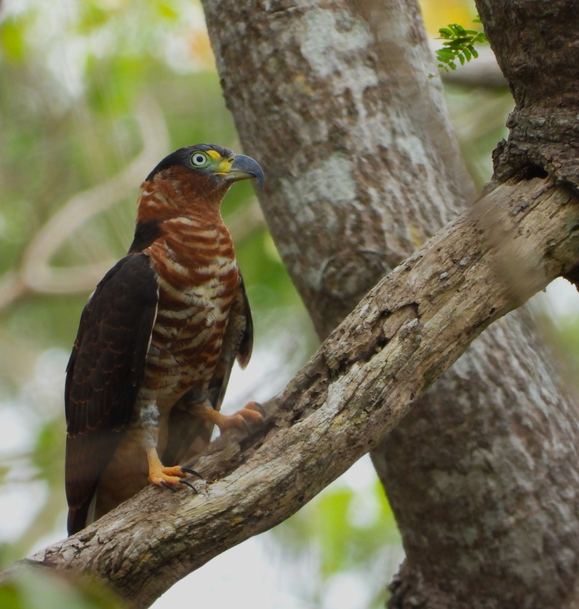 Hook-billed Kite - ML643575400