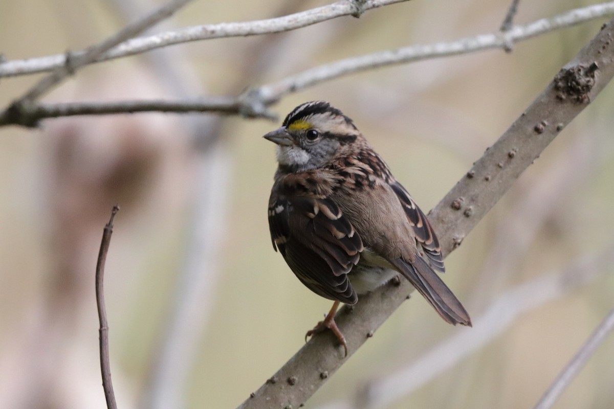 White-throated Sparrow - ML643575402