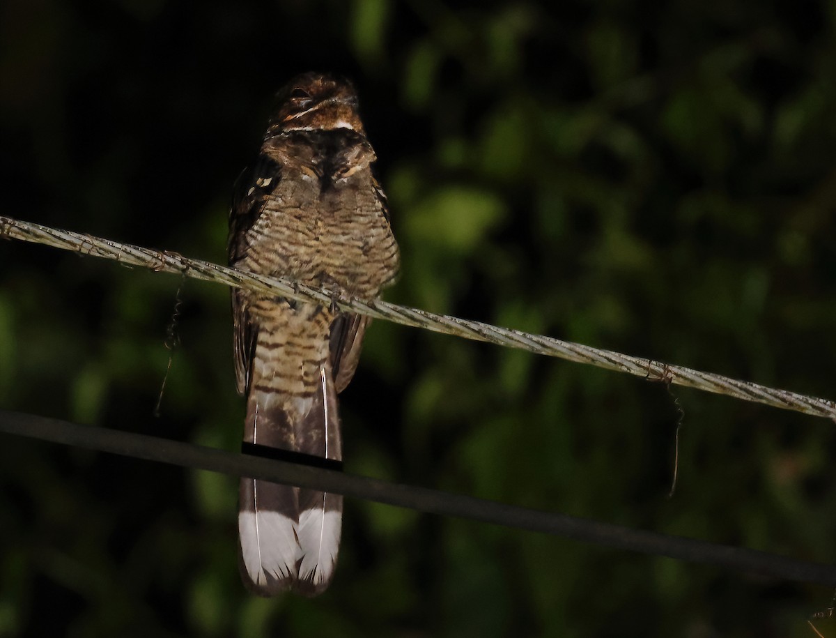 Large-tailed Nightjar - ML643575405
