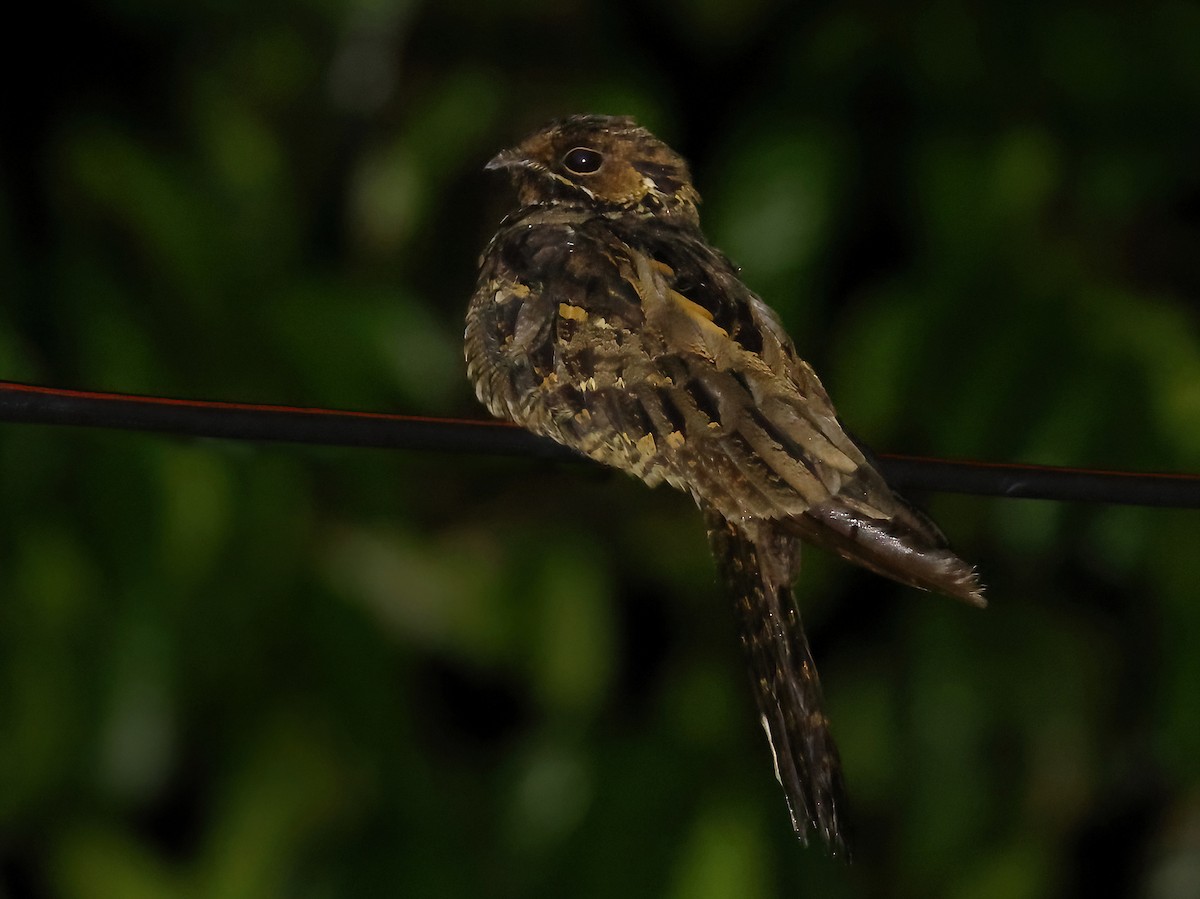 Large-tailed Nightjar - ML643575406