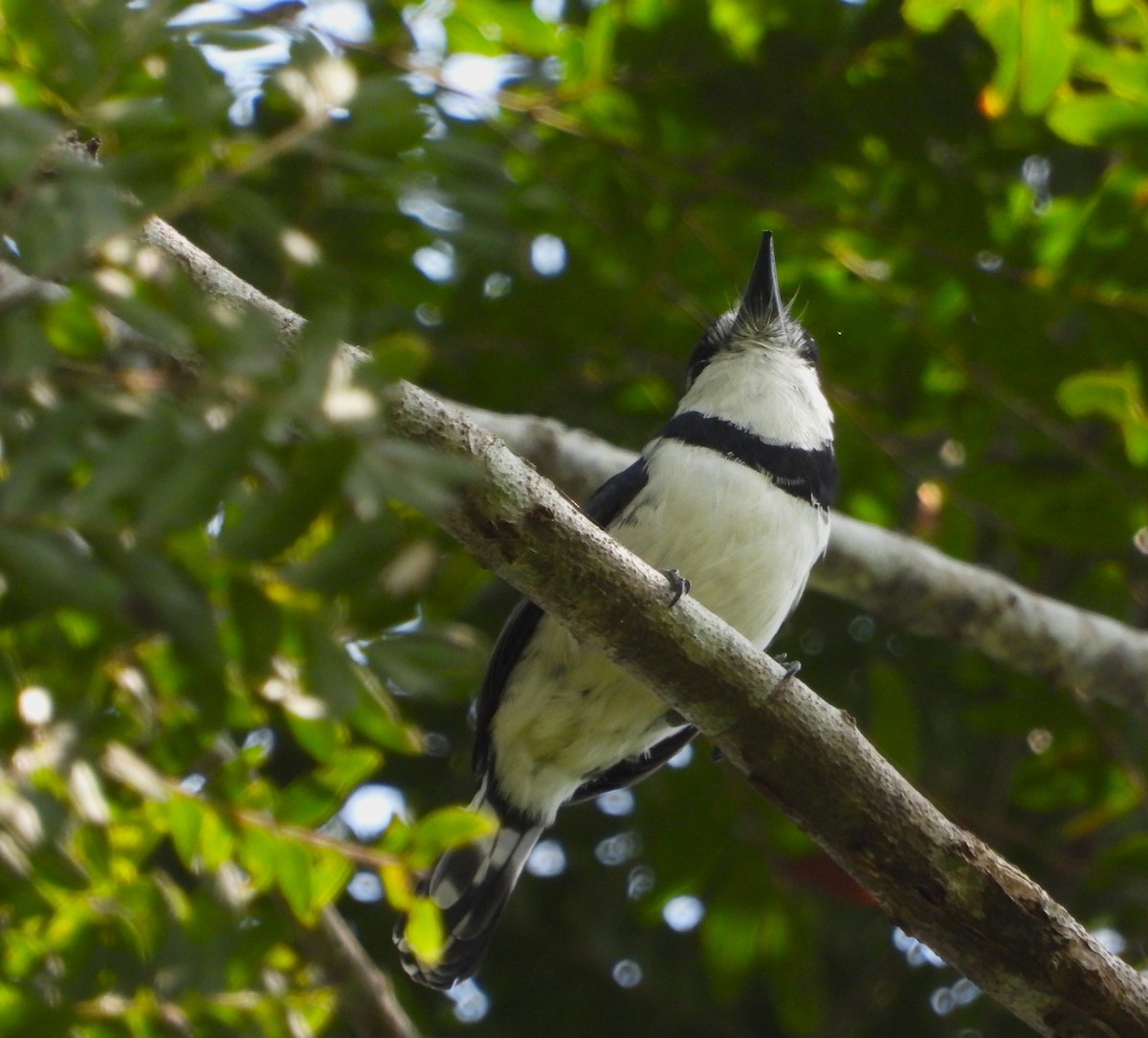 シロクロオオガシラ - ML643575409