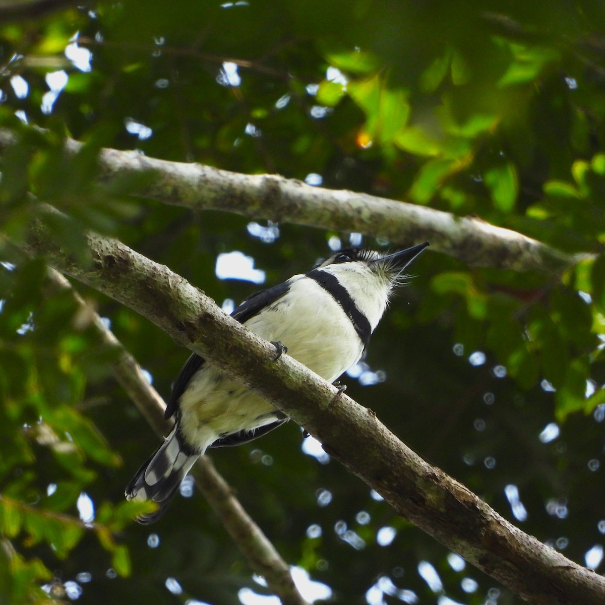 シロクロオオガシラ - ML643575410