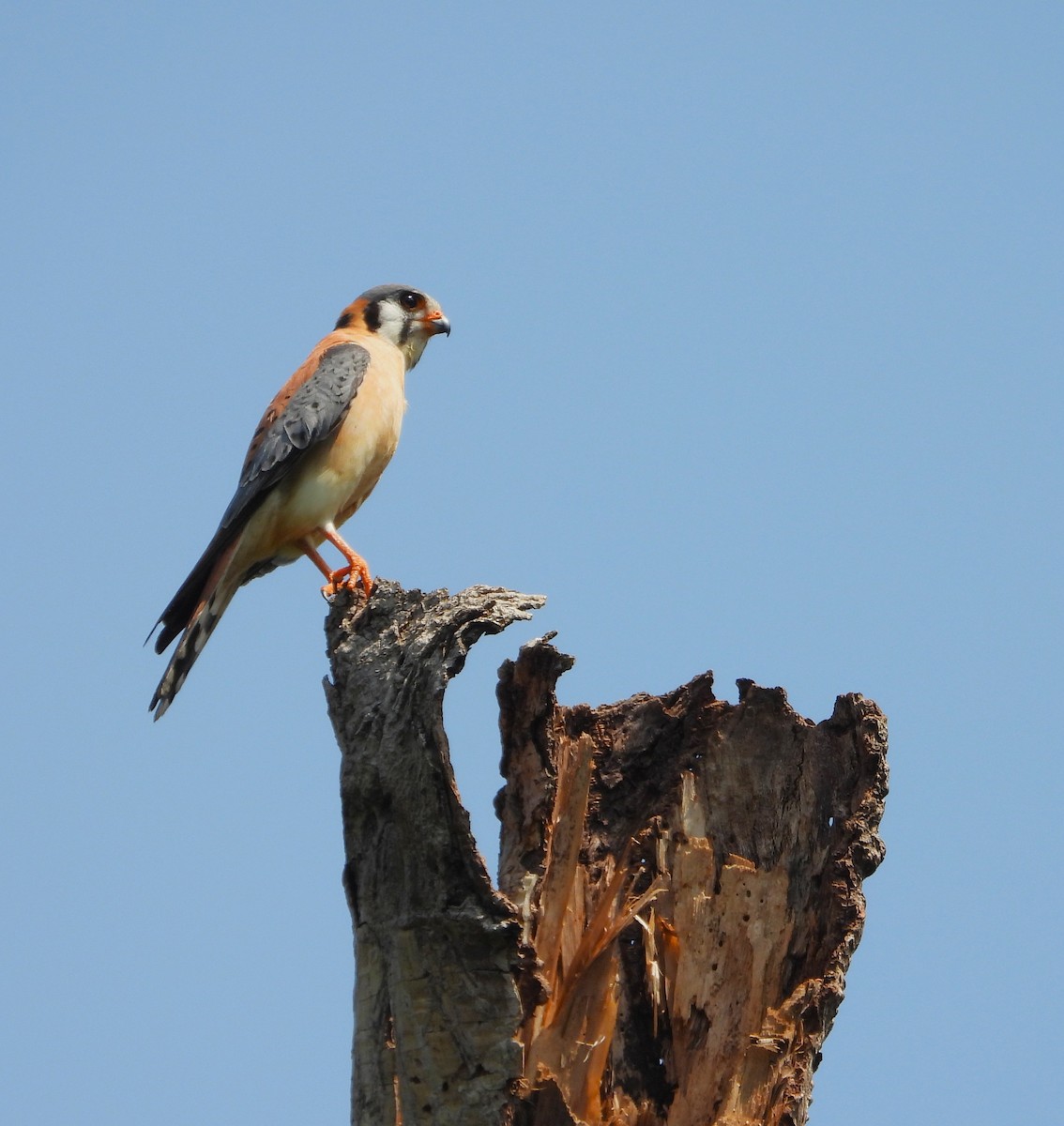 American Kestrel - ML643575414