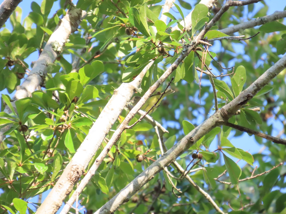 Philadelphia Vireo - ML643575427