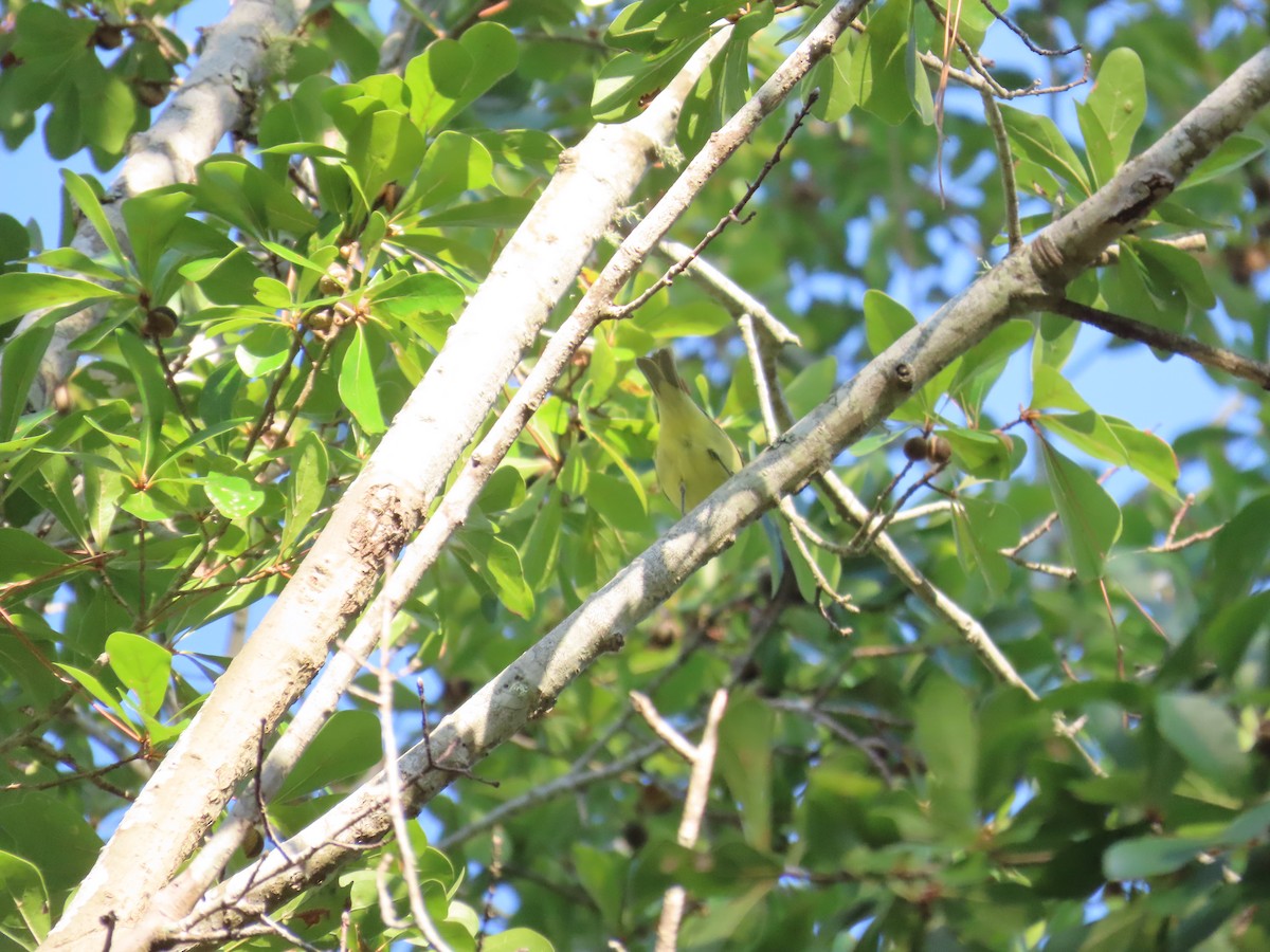 Philadelphia Vireo - ML643575432