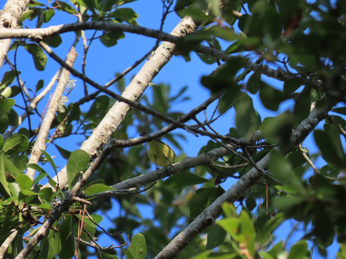 Philadelphia Vireo - ML643575437