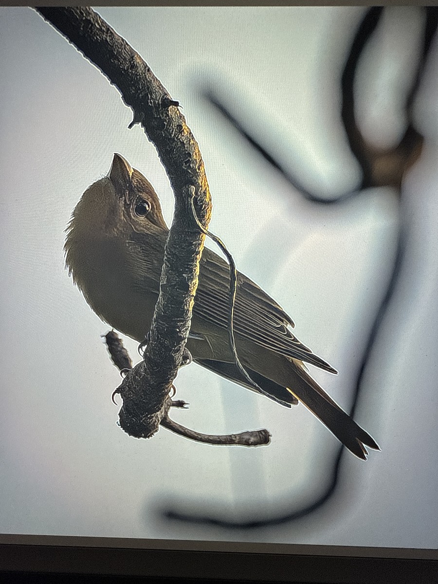 Summer Tanager - ML643575442